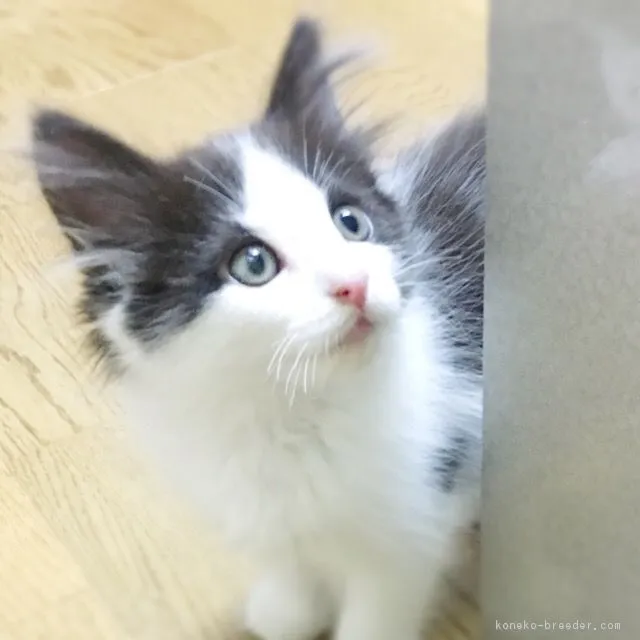 しらいし 様のお迎えした子猫