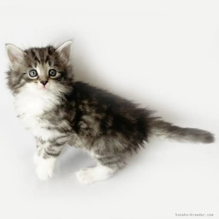 ID:2301-01603の子猫