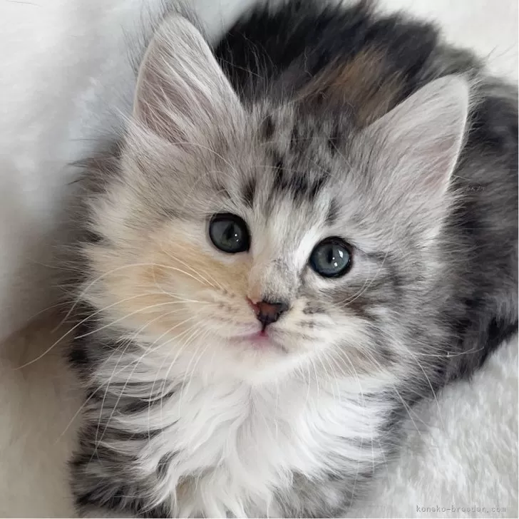 ID：2404-01064の子猫