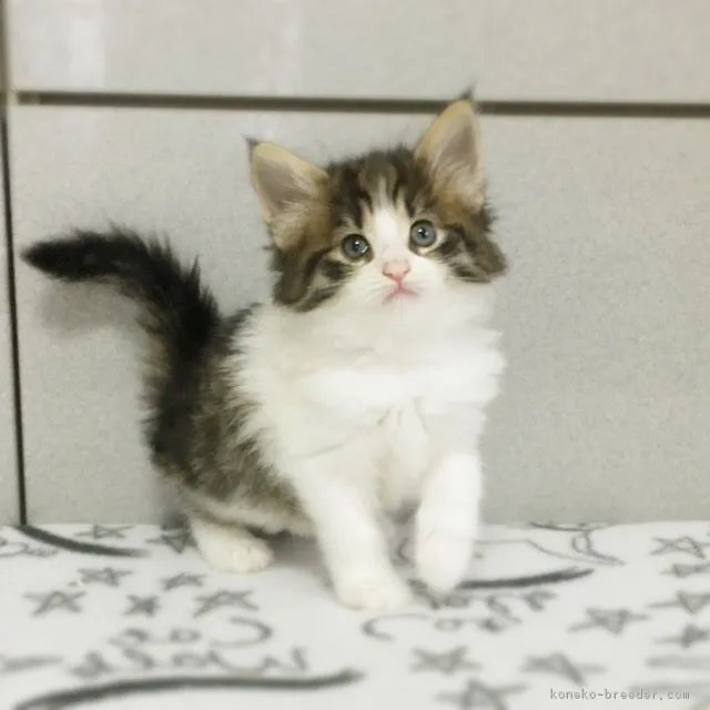 ゆきこ 様のお迎えした子猫