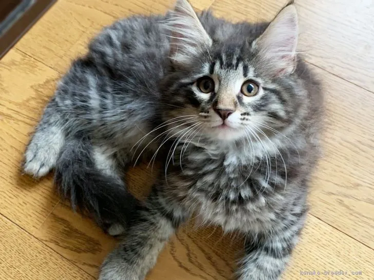 ID：1904-01896の子猫