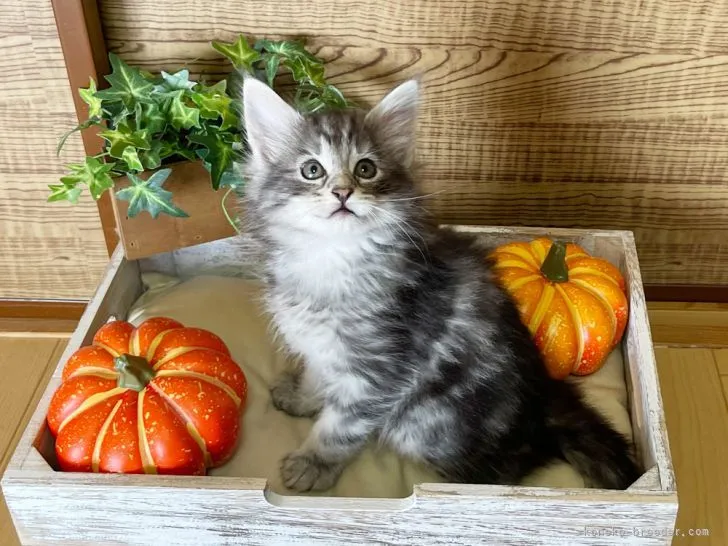 むらお 様のお迎えした子猫