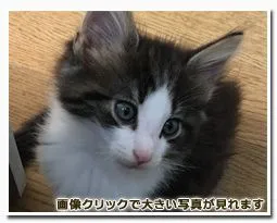 ID：1605-00361の子猫