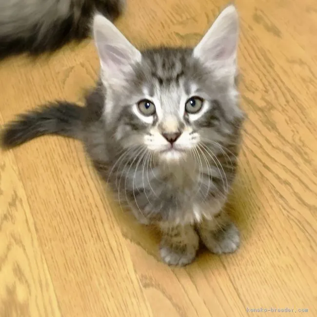 ID：1809-01148の子猫