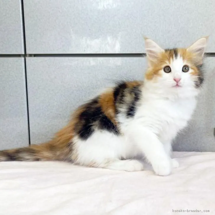ID：2209-02213の子猫