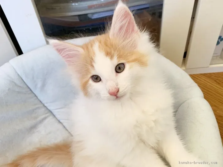 ID：1902-01096の子猫