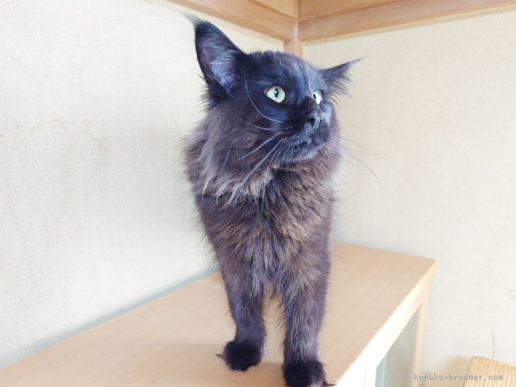 ノルウェージャンフォレストキャット【・男の子・2024年9月26日・ブラック】