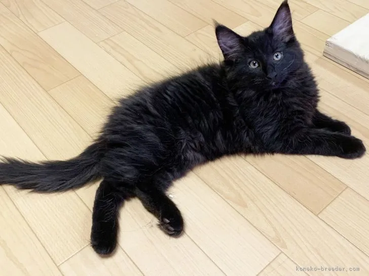 ID:2111-01700の子猫