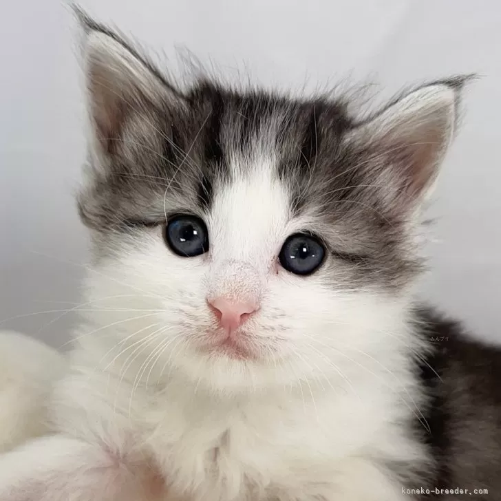 ID:2401-02287の子猫
