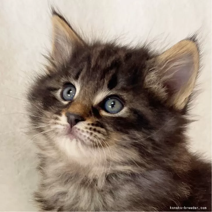 ID：2402-02350の子猫