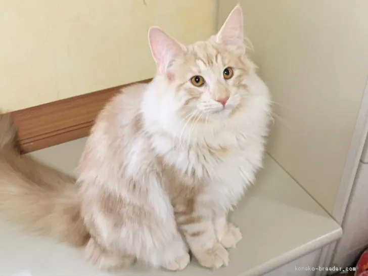 ID:1909-01271の子猫