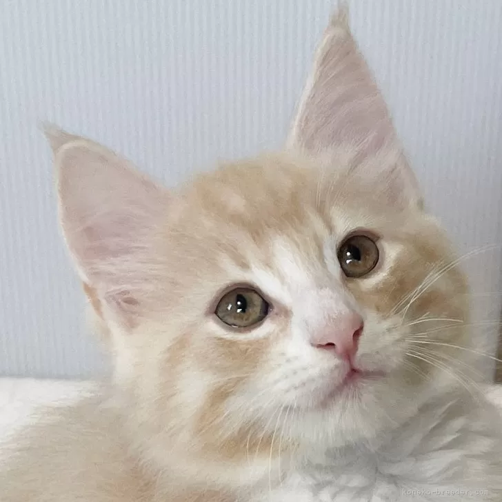 ID：2410-01052の子猫