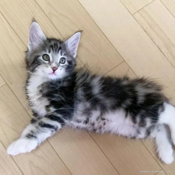 ID:2208-00905の子猫
