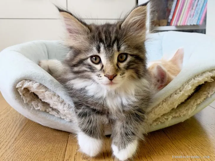 ID:1902-01094の子猫