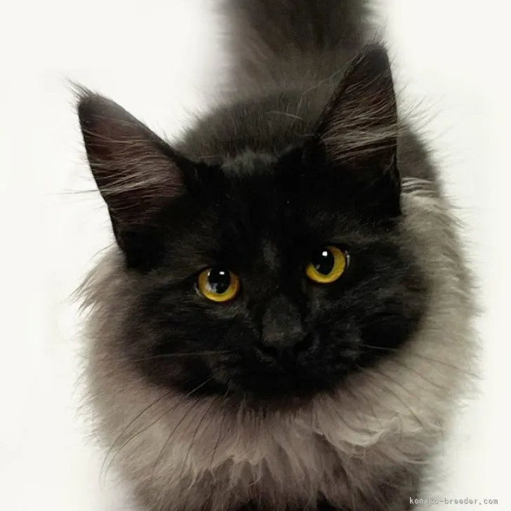 ままどおる 様のお迎えした子猫
