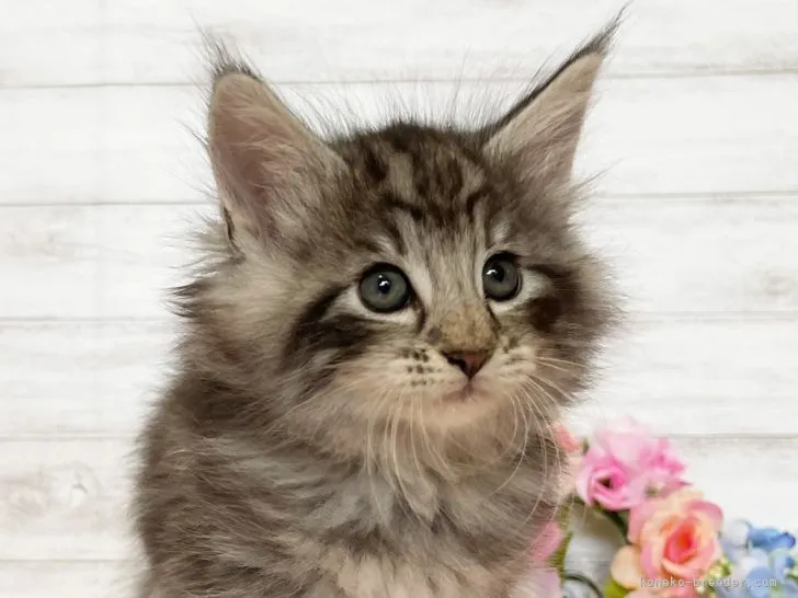 ID:2108-02071の子猫