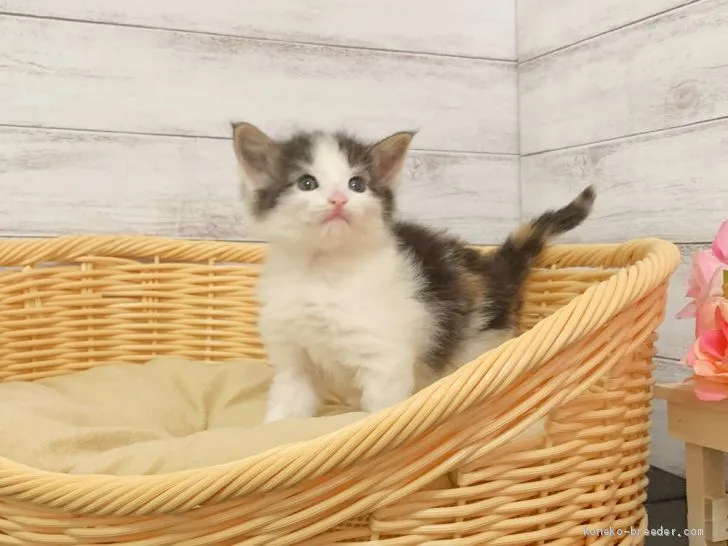 ID：2002-01281の子猫