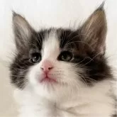 ノルウェージャンフォレストキャット【東京都・男の子・2024年1月12日・ブラックマッカレルタビー&ホワイト】の写真1