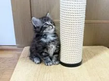 ノルウェージャンフォレストキャット【東京都・女の子・2021年12月19日・ブラッククラシックタビー&ホワイト】の写真2「2/5撮影」