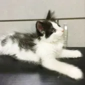 ノルウェージャンフォレストキャット【東京都・女の子・2017年4月4日・ブラック&ホワイト】の写真2