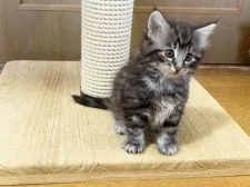 ノルウェージャンフォレストキャット【東京都・女の子・2021年12月19日・ブラッククラシックタビー&ホワイト】の写真3「2/5撮影」