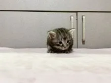 ノルウェージャンフォレストキャット【東京都・女の子・2021年5月17日・ブラックシルバークラシックタビー】の写真4