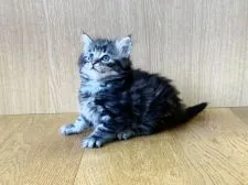 ノルウェージャンフォレストキャット【東京都・女の子・2021年12月19日・ブラッククラシックタビー&ホワイト】の写真4「1/29撮影」