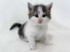 ノルウェージャンフォレストキャット【東京都・女の子・2025年1月11日・ブルークラシックタビー&ホワイト】の写真2