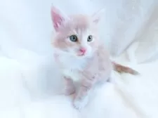 ノルウェージャンフォレストキャット【東京都・男の子・2025年10月8日・クリーム(シルバー)クラシック&ホワイト】の写真4