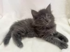 ノルウェージャンフォレストキャット【東京都・女の子・2025年2月22日・ブルー】の写真2