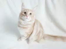 ノルウェージャンフォレストキャット【東京都・男の子・2025年5月31日・クリーム(シルバー)クラシックタビー】の写真5