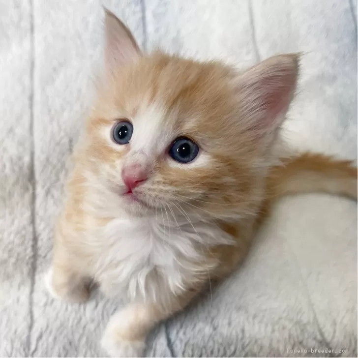 ID:2503-01495の子猫