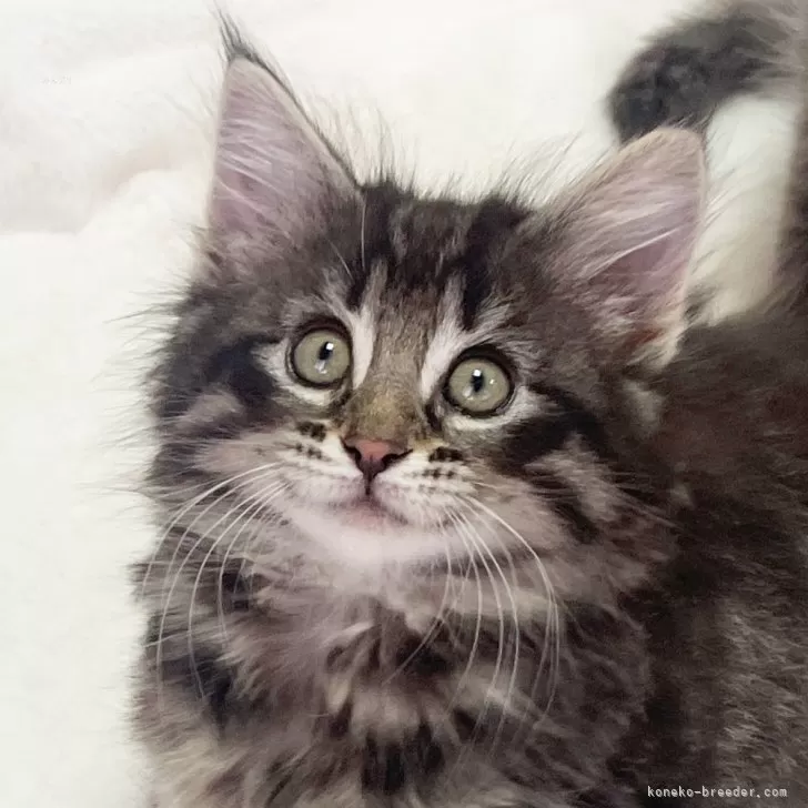ID：2504-00549の子猫