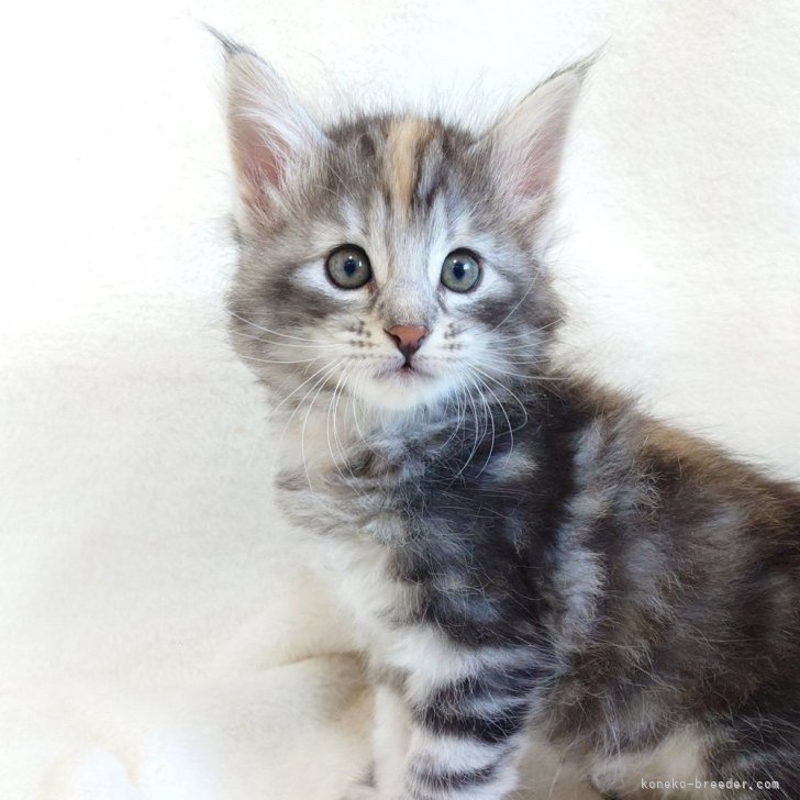 ブリーダー画像