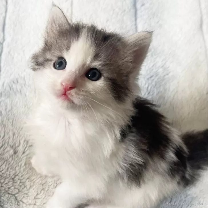 ID:2503-01490の子猫