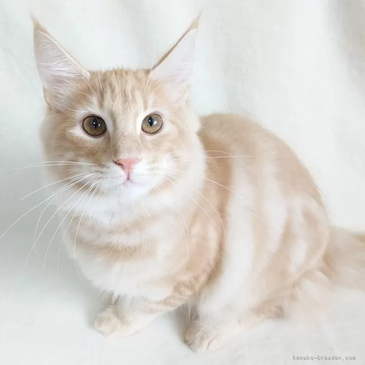 ノルウェージャンフォレストキャット【東京都・男の子・2025年5月31日・クリーム(シルバー)クラシックタビー】の写真1