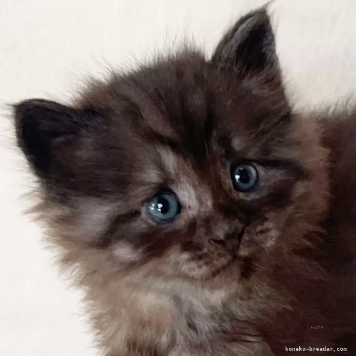 ID：2501-02227の子猫