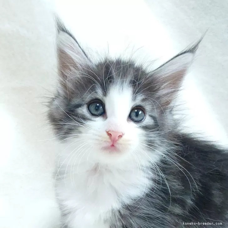 ID：2506-03505の子猫