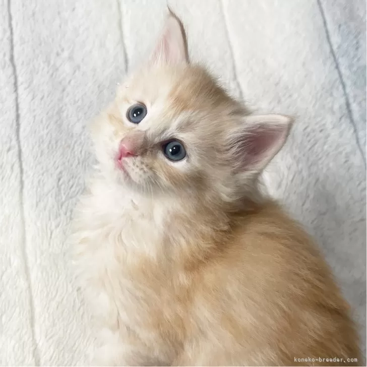 ID:2503-01491の子猫