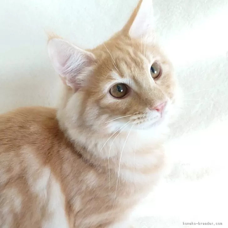 ノルウェージャンフォレストキャット【東京都・男の子・2025年5月31日・クリーム(シルバー)クラシックタビー】の写真1