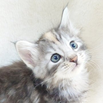 ノルウェージャンフォレストキャット【東京都・女の子・2025年10月8日・ブルー(シルバー)トーティ&ホワイト】の写真「優しい瞳とふんわり毛色が魅力🎶」