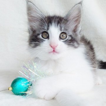 ノルウェージャンフォレストキャット【東京都・男の子・2025年10月8日・ブラック(シルバー)クラシックタビー&ホワイト】の写真「可愛らしい瞳が印象的な男の子🎶」