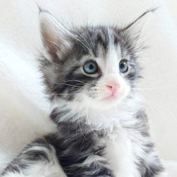 ノルウェージャンフォレストキャット【東京都・男の子・2025年10月8日・ブラック(シルバー)クラシックタビー&ホワイト】の写真「端正なお顔立ちが魅力な男の子🎶」