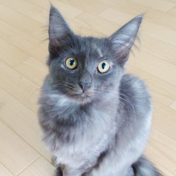 ノルウェージャンフォレストキャット【東京都・女の子・2025年5月6日・ブルートーティー】の写真「珍しいブルートーティで将来有望な女の子❤️」