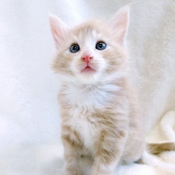 ノルウェージャンフォレストキャット【東京都・男の子・2025年10月8日・クリーム(シルバー)クラシック&ホワイト】の写真「柔らかな毛色が魅力の癒し系な男の子🎶」