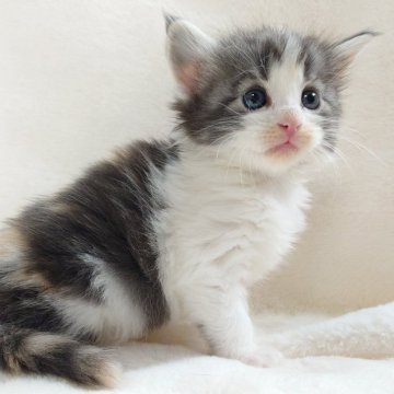 ノルウェージャンフォレストキャット【東京都・女の子・2025年10月8日・ブルー(シルバー)クラシックトービー&ホワイト】の写真「おっとり優しいお顔の癒し系ガール🎶」