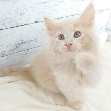 ノルウェージャンフォレストキャット【東京都・男の子・2026年4月19日・クリーム】の写真「ふわふわのクリームカラーが優しい雰囲気の男の子🎶」