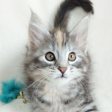 ノルウェージャンフォレストキャット【東京都・女の子・2025年10月8日・ブラックシルバークラシックトービー】の写真「優しい瞳とふんわり毛色が魅力🎶」