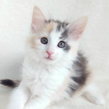 ノルウェージャンフォレストキャット【東京都・女の子・2025年10月8日・ブルー(シルバー)クラシックトービー&ホワイト】の写真「キラキラの瞳でとっても可愛いお顔の女の子🎶」