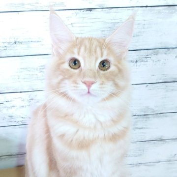 ノルウェージャンフォレストキャット【東京都・男の子・2025年5月31日・クリーム(シルバー)クラシックタビー】の写真「性格抜群！とっても可愛い男の子✨」